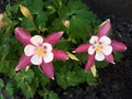 Close up of Columbine Aquilegia Caerulea,Crimson Rose and White Star flowers